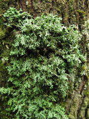 Cladonia ceratophylla