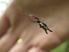 Micrathena margerita