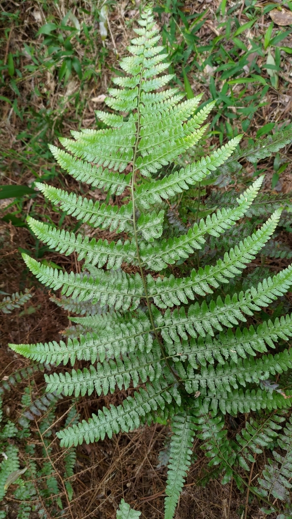 Microlepia krameri