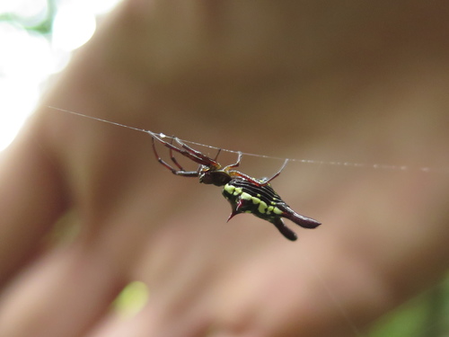 Micrathena margerita