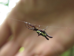 Micrathena margerita
