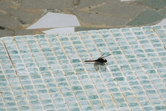 Bradinopyga strachani