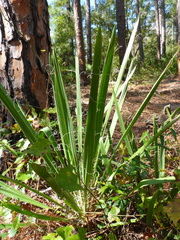 Yucca filamentosa image