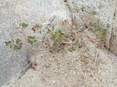 Euphorbia tomentulosa