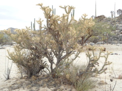 Cylindropuntia molesta