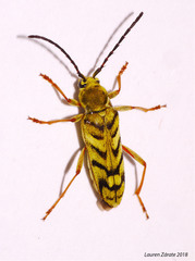 Ochraethes obliquus