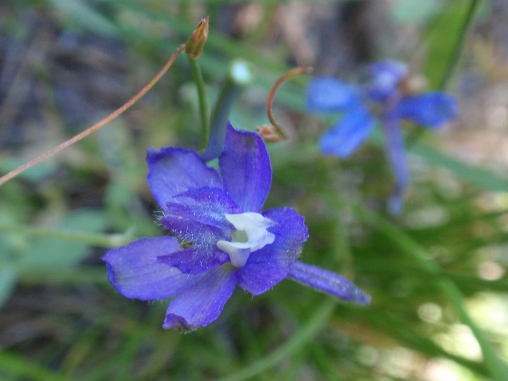 Dwarf Larkspur Plants of Glacier National Park) · iNaturalist