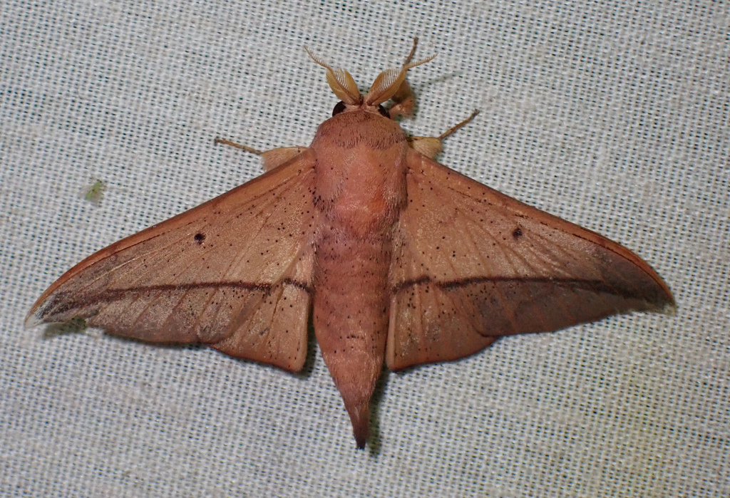 Psychocampa manalca