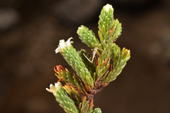 Kelleria villosa