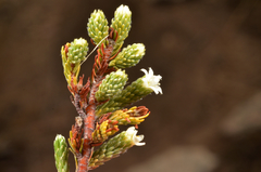 Kelleria villosa