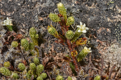 Kelleria villosa
