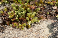 Kelleria villosa