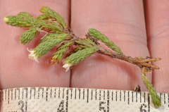 Kelleria villosa