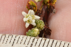 Kelleria villosa