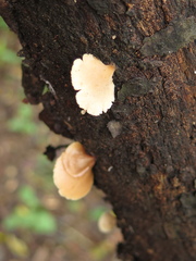 Auriscalpium villipes