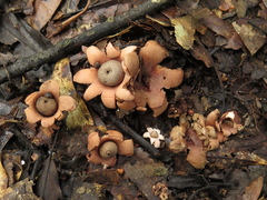 Geastrum rubropusillum