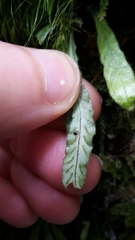 Notogrammitis pseudociliata