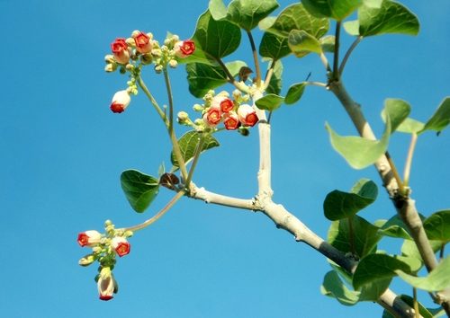 Ashy Jatropha