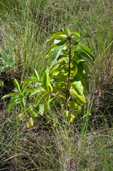 Diospyros virginiana