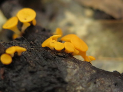 Dicephalospora rufocornea