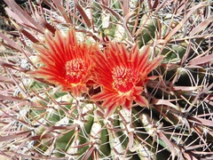 Ferocactus peninsulae