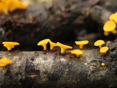 Dicephalospora rufocornea