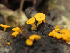 Dicephalospora rufocornea