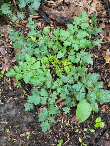 Aethusa cynapium iNat (1)