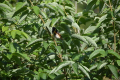 Setophaga ruticilla image