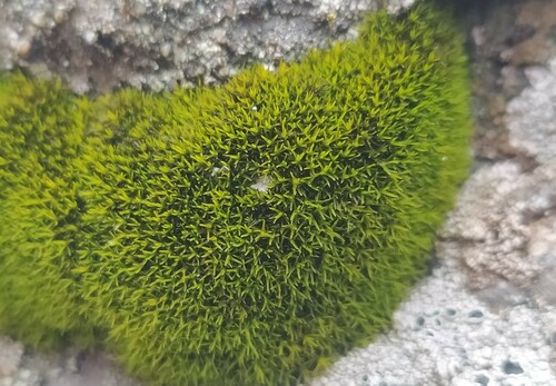 Black Grimmia (Grimmia incurva)