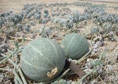 Cucurbita cordata