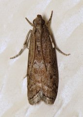 Oreana unicolorella