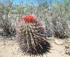 Ferocactus peninsulae