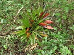 Tillandsia multicaulis