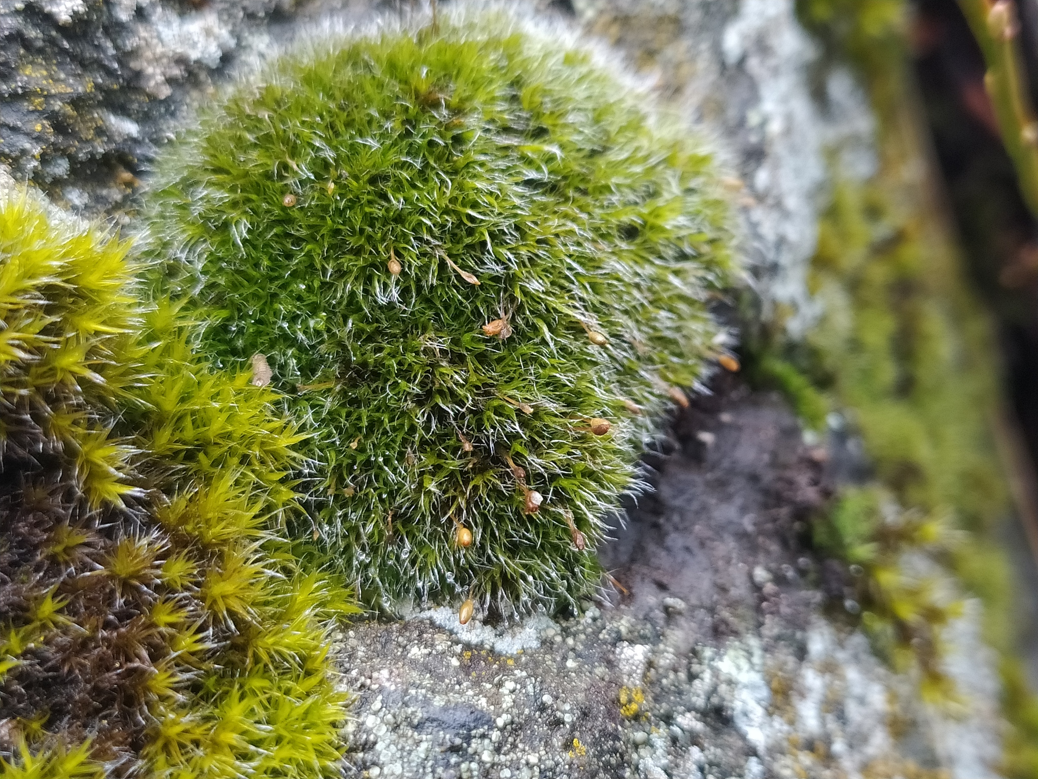 Grimmia longirostris W.J.Hooker, 1818