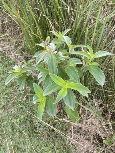 Rosettea princeps, photograph 2