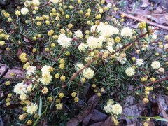 Acacia aculeatissima