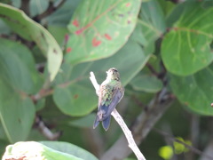 Cynanthus forficatus