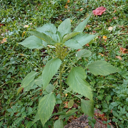 Acalypha lanceolata observed 2023-04-29