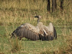 White-Backed Vulture photo 6