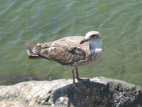Caspian Gull