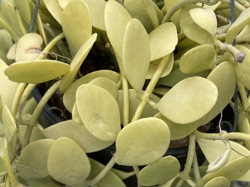 Dischidia oiantha