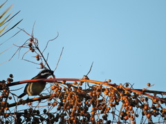 Spindalis zena benedicti