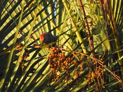 Melanerpes