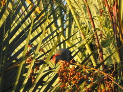 Melanerpes