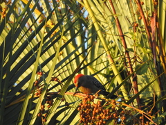 Melanerpes