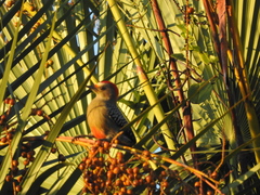 Melanerpes