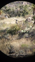 Odocoileus hemionus eremicus