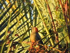 Melanerpes