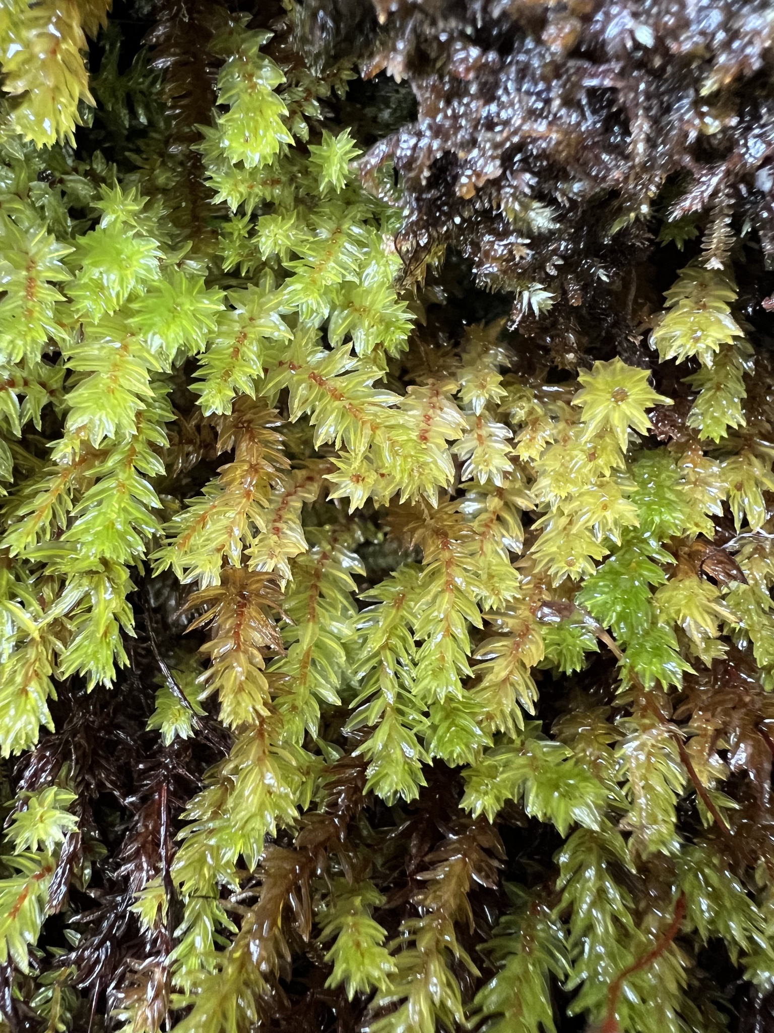 Oligotrichum parallelum